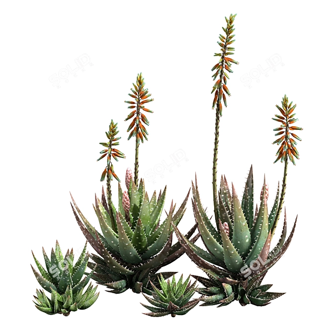 Crosbys Prolific Aloes: Versatile, High-Quality 2013 3D Model 3D model image 5