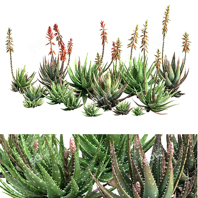 Crosbys Prolific Aloes: Versatile, High-Quality 2013 3D Model 3D model image 8