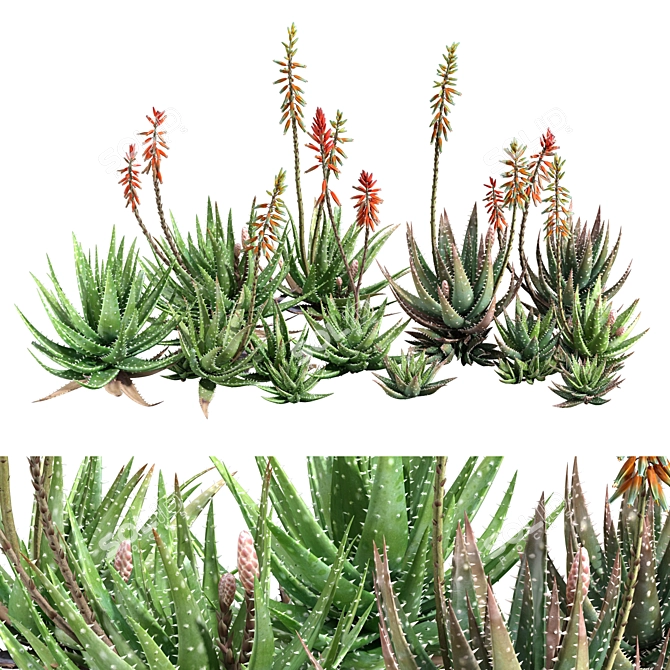 Crosbys Prolific Aloes: Versatile, High-Quality 2013 3D Model 3D model image 9