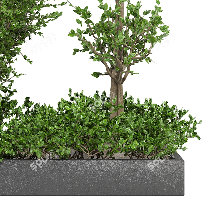 Beautiful Outdoor Plant Collection 3D model image 3