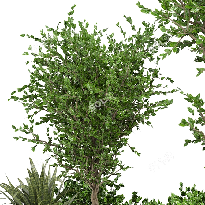 Beautiful Outdoor Plant Collection 3D model image 4