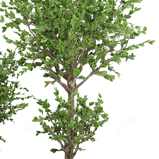 Beautiful Outdoor Plant Collection 3D model image 5