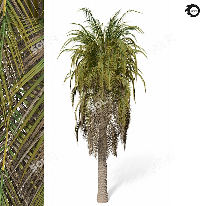 Tropical Palm Tree 3D Model 3D model image 1