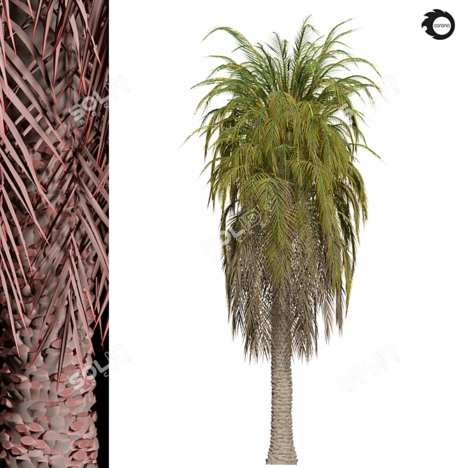 Tropical Palm Tree 3D Model 3D model image 3