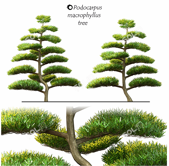 Macrophyllus Podocarpus 2014: 3D Model with High Polys 3D model image 1