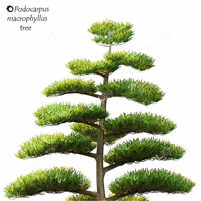 Macrophyllus Podocarpus 2014: 3D Model with High Polys 3D model image 2