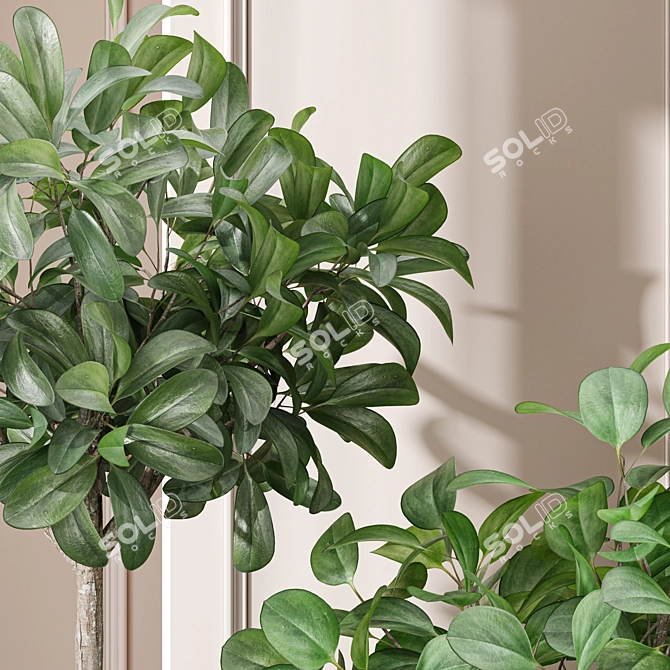 Natural Ficus Sam & Jim House Plants 3D model image 3