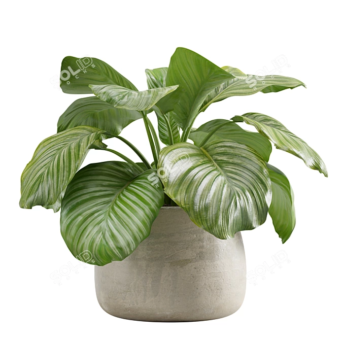 Lush Stripeleaf Calathea 3D model image 1