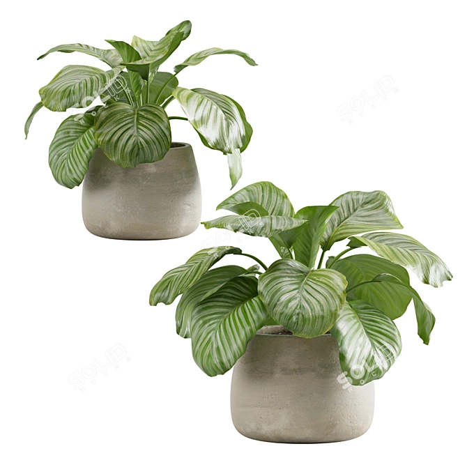 Lush Stripeleaf Calathea 3D model image 5