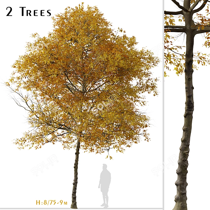 Texas Ash Tree Set (2 Trees) - Nature's Delight 3D model image 1