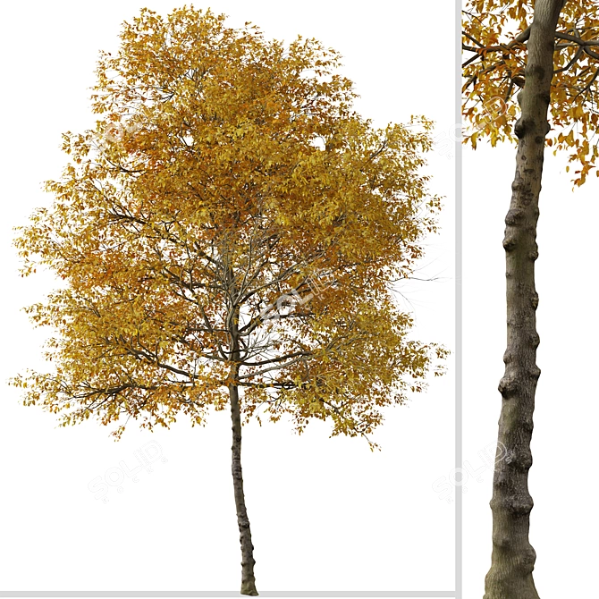 Texas Ash Tree Set (2 Trees) - Nature's Delight 3D model image 3