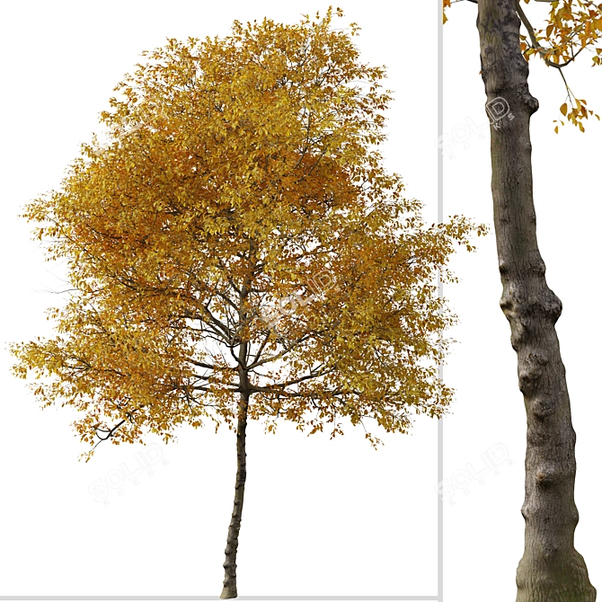 Texas Ash Tree Set (2 Trees) - Nature's Delight 3D model image 4