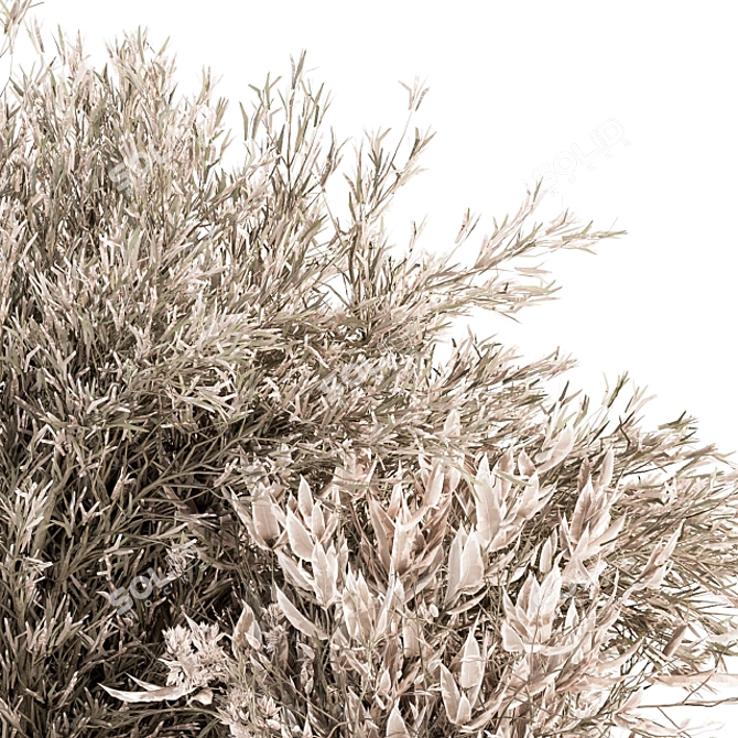 Serene Pampas: Dried Bush Set 3D model image 3