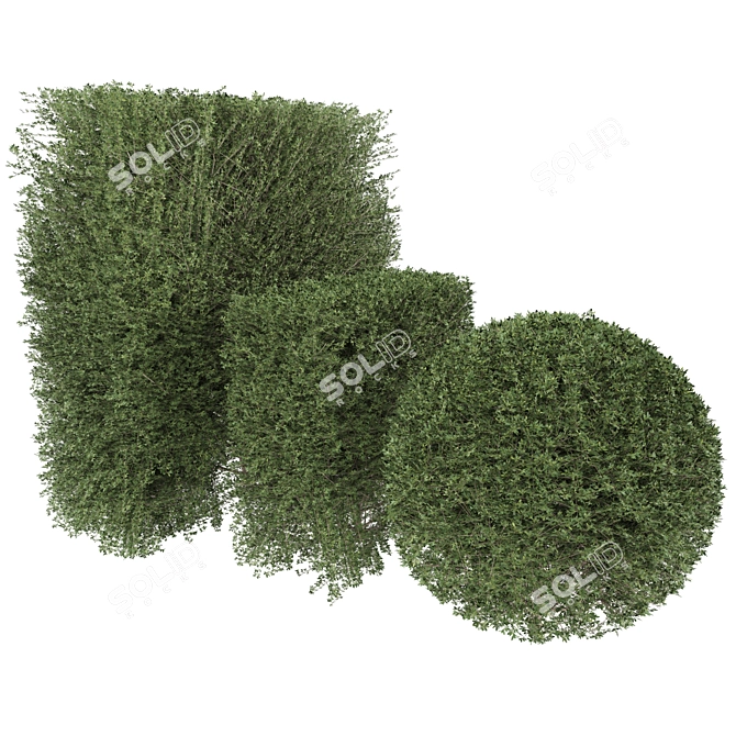  Leafy Bush 3D Model 3D model image 2