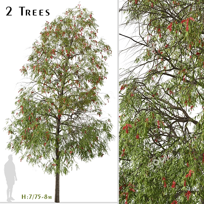 Weeping Bottlebrush Tree Set - Stunning Weeping Accent 3D model image 2