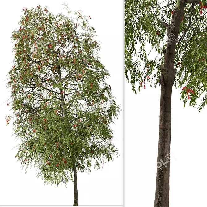 Weeping Bottlebrush Tree Set - Stunning Weeping Accent 3D model image 3