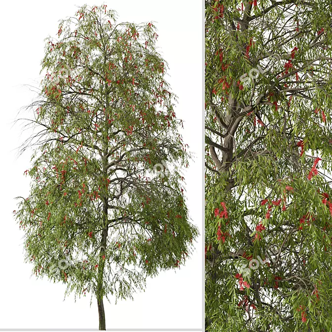 Weeping Bottlebrush Tree Set - Stunning Weeping Accent 3D model image 5