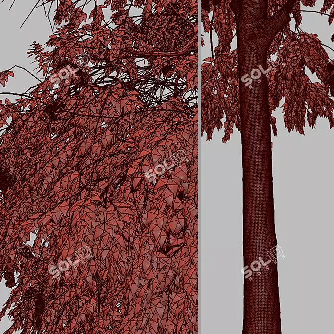 Weeping Bottlebrush Tree Set - Stunning Weeping Accent 3D model image 10