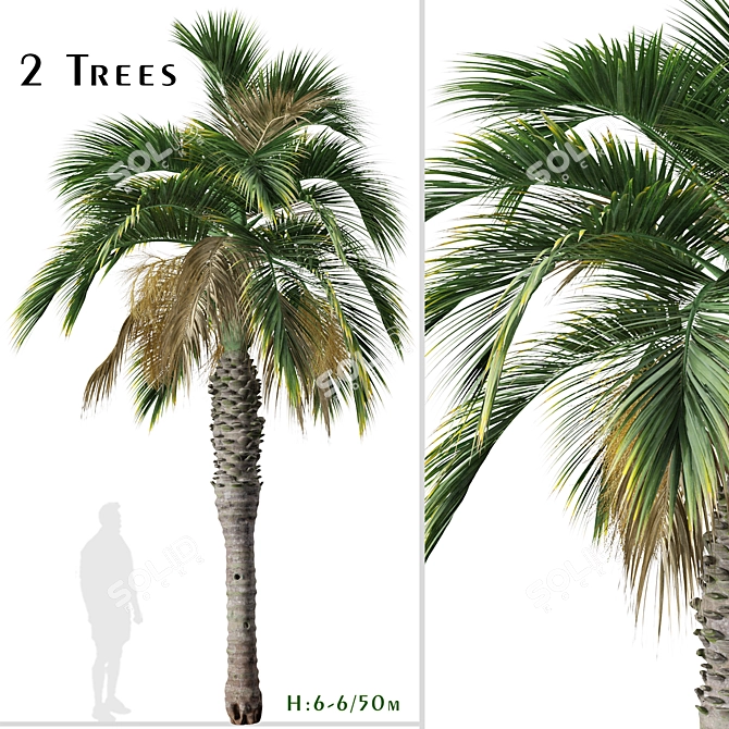 Pair of Spindle Palm Trees (Hyophorbe verschaffeltii) 3D model image 1