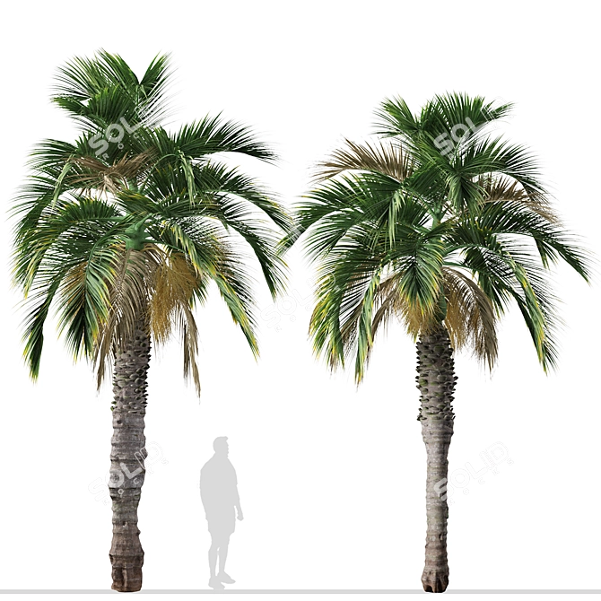 Pair of Spindle Palm Trees (Hyophorbe verschaffeltii) 3D model image 4