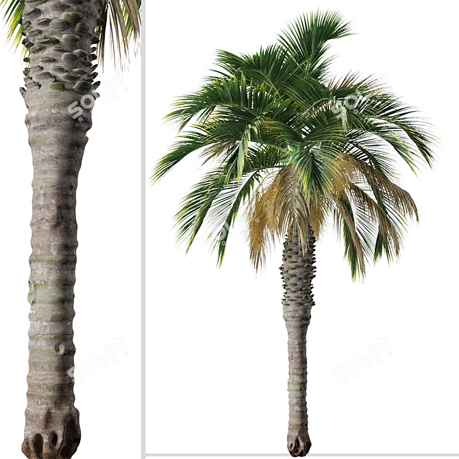 Pair of Spindle Palm Trees (Hyophorbe verschaffeltii) 3D model image 6