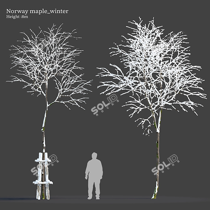 Winter Wonderland: Norway Maple Tree 3D model image 1