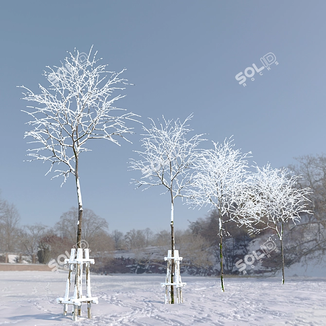 Winter Wonderland: Norway Maple Tree 3D model image 2