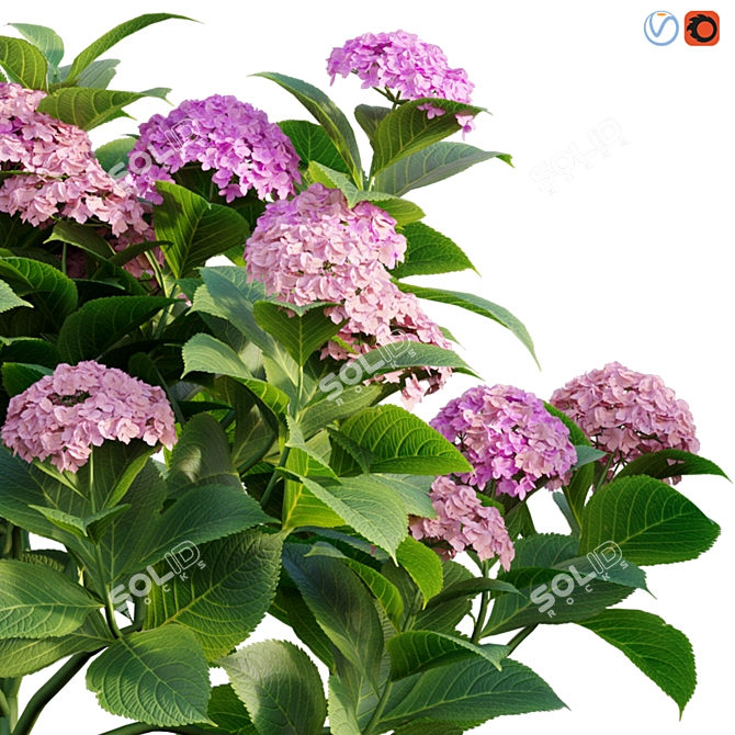 Elegant Hydrangea 3D Model 3D model image 2