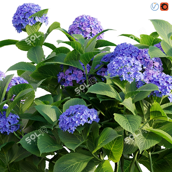 Elegant Hydrangea 3D Model 3D model image 3