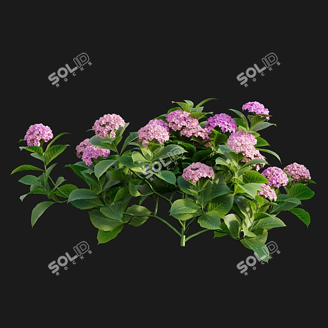 Elegant Hydrangea 3D Model 3D model image 7