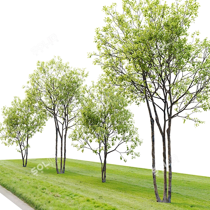 Beech Plum Trees with Material Library 3D model image 2