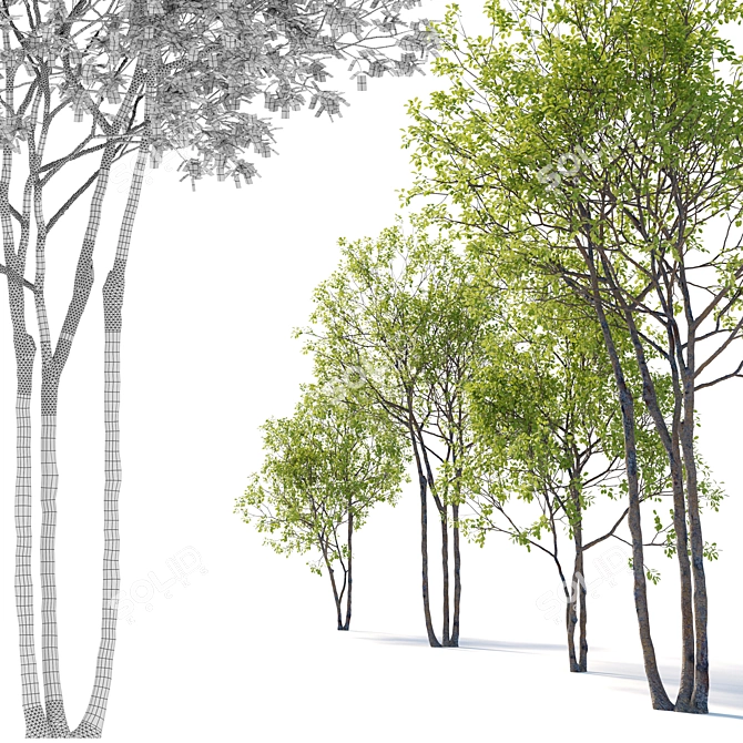 Beech Plum Trees with Material Library 3D model image 3