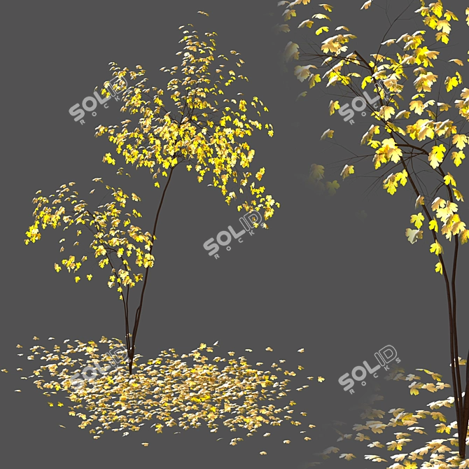 Acer Fall 02: Stunning Landscaping Solution 3D model image 8