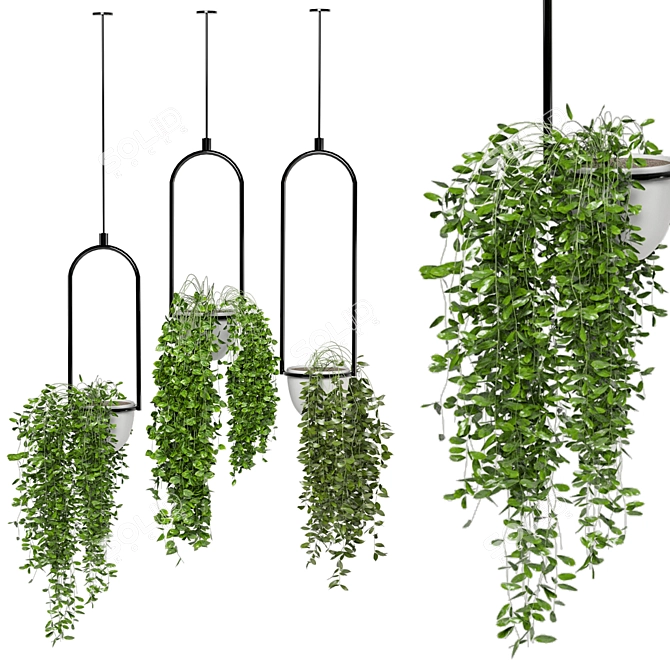 Indoor Hanging Plants Set - 180 Varieties 3D model image 2