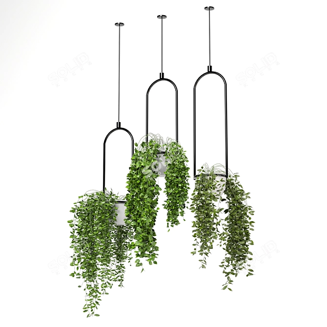 Indoor Hanging Plants Set - 180 Varieties 3D model image 4