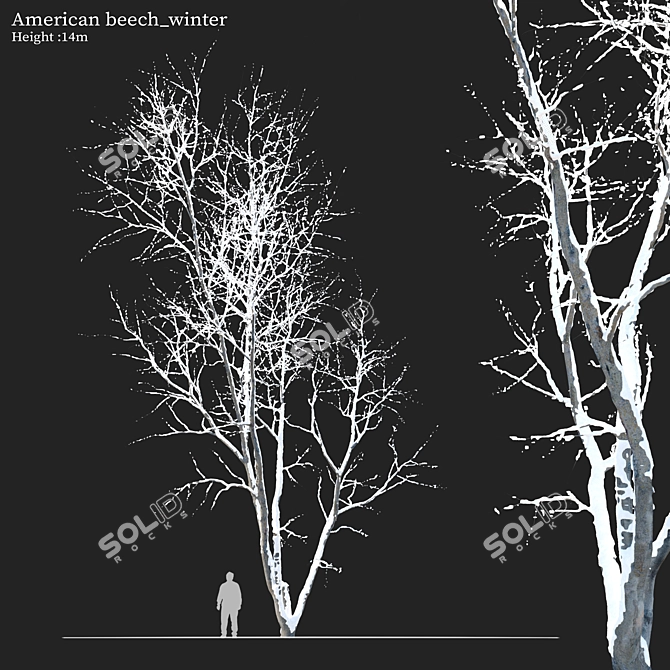 Autumn American Beech Tree - 3D Model 3D model image 1