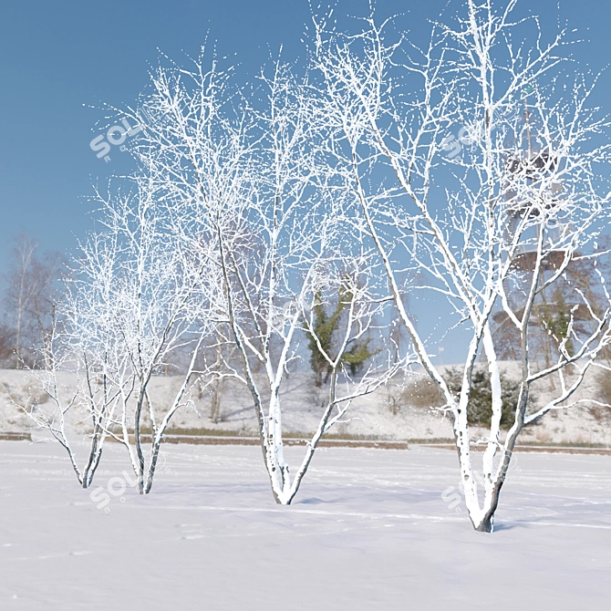 Autumn American Beech Tree - 3D Model 3D model image 2