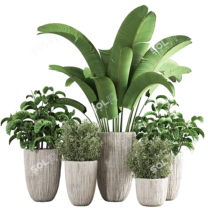 Indoor Plant Collection: Aesthetic and Versatile 3D model image 1