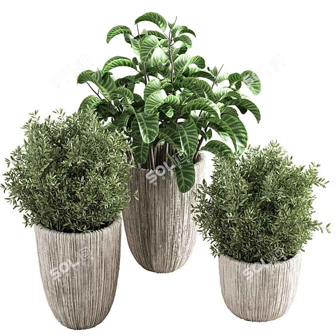 Indoor Plant Collection: Aesthetic and Versatile 3D model image 2