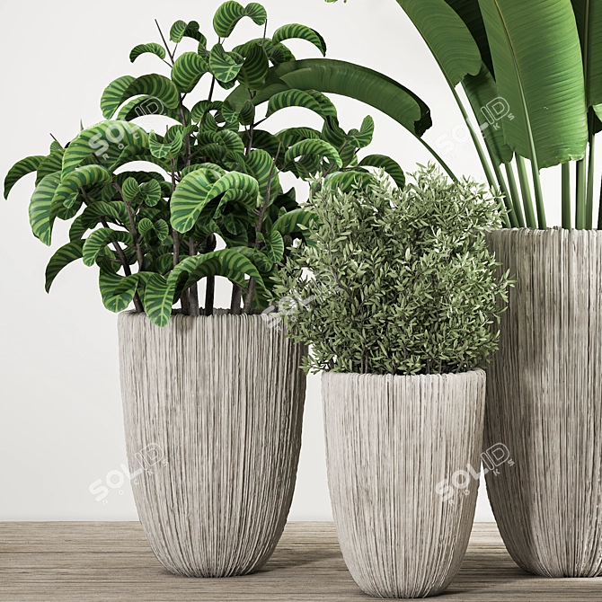Indoor Plant Collection: Aesthetic and Versatile 3D model image 3