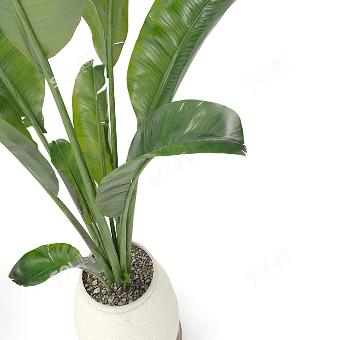 Ficus and Banana Indoor Plant Set 3D model image 2