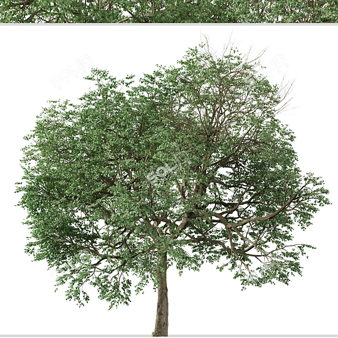 Caucasian Linden Tree (2 Pack) 3D model image 4