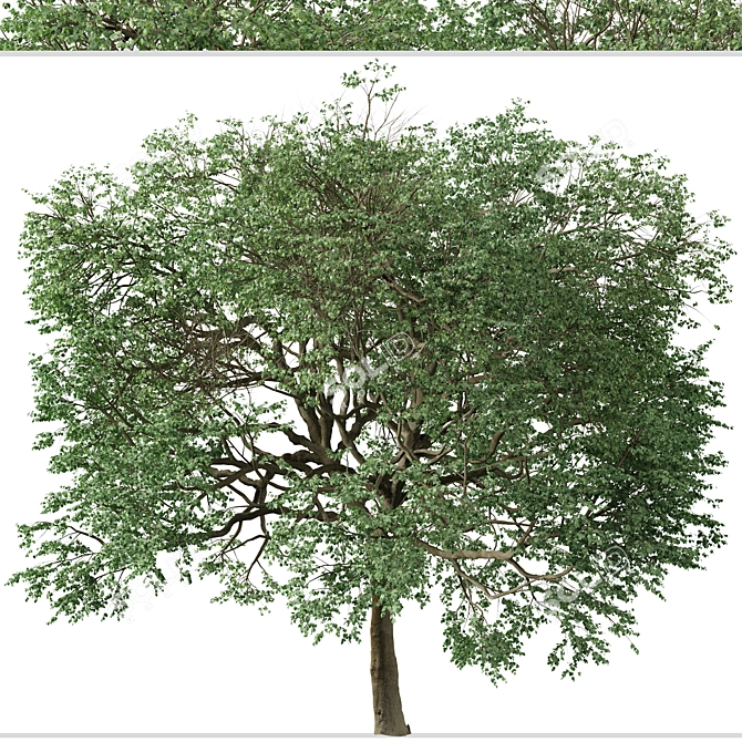 Caucasian Linden Tree (2 Pack) 3D model image 5