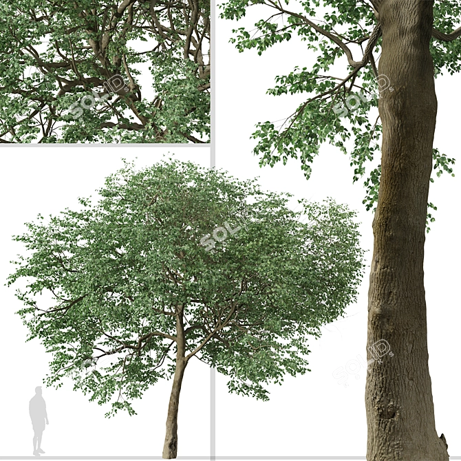 Caucasian Linden Tree (2 Pack) 3D model image 6