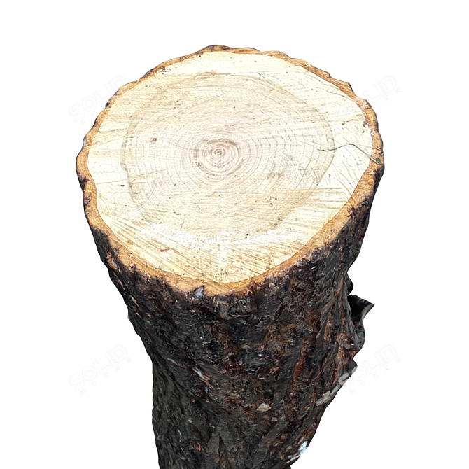 Natural Wood Trunk 3D model image 5