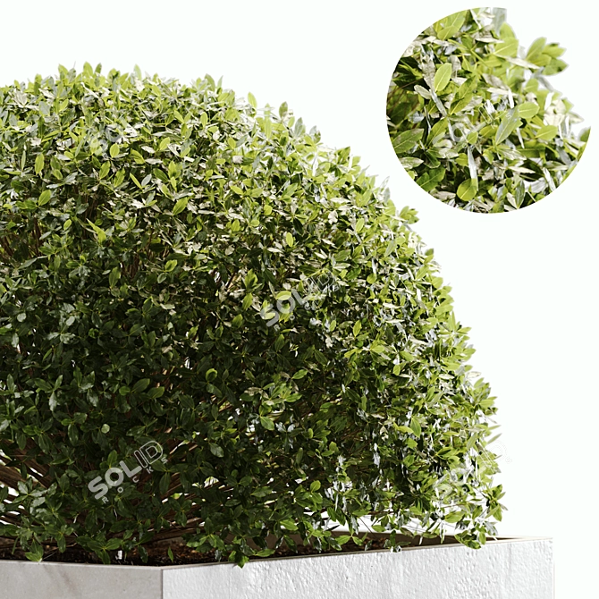 2015 Outdoor Plant Set: V-Ray & Corona 3D model image 3