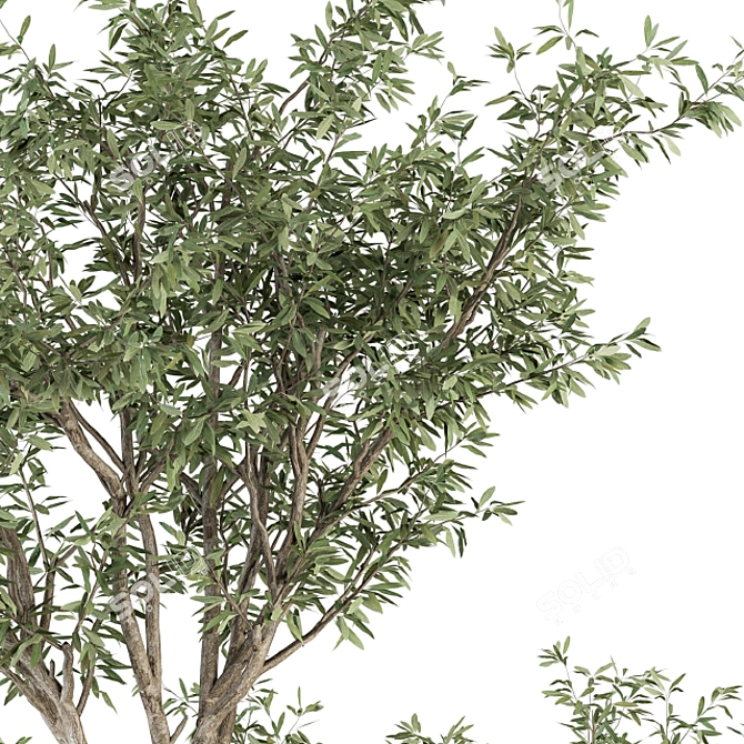 Elegant Olive Garden Set 3D model image 4
