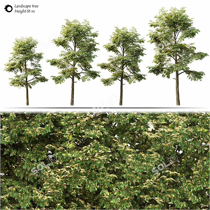 Przewalskii Populus 2014: Millimeter Units 3D model image 2