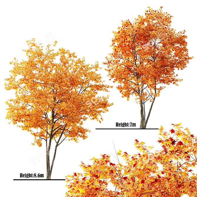 Japanese Maple Tree: Acer P. 3D model image 1
