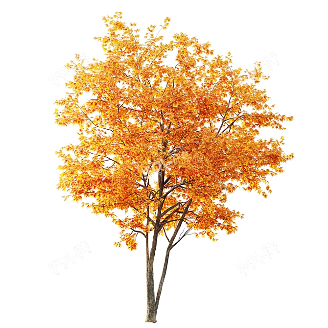 Japanese Maple Tree: Acer P. 3D model image 2